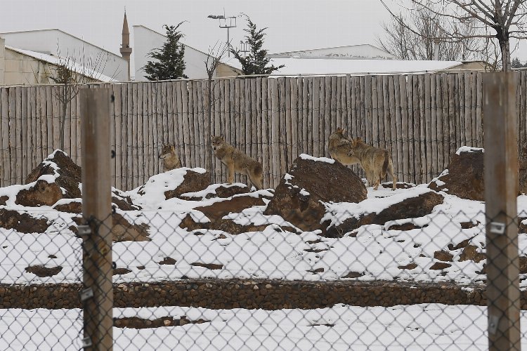 Kayseri Büyükşehir'in Hayvanat Bahçesi sakinleri karın keyfini çıkarıyor -