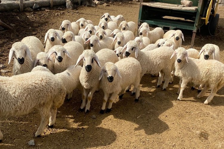 Kayseri'de meralar şenlendi -