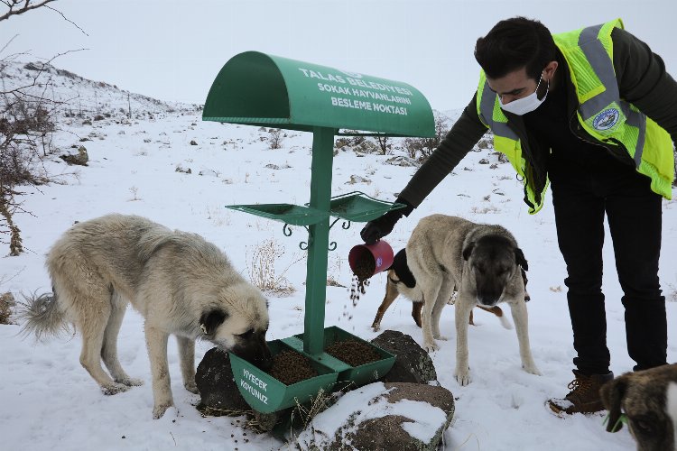 Kayseri Talas'ta can dostlara şefkat eli -