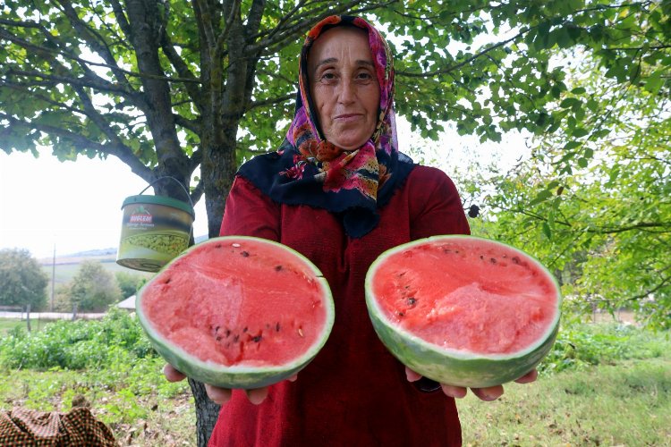 Kocaeli'de üreticilere karpuz tohumu desteği -