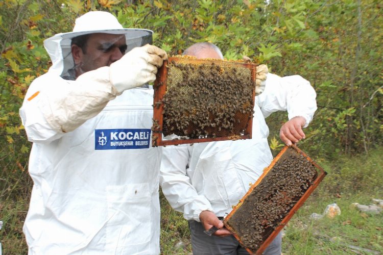 Kocaeli'den arıcılara 55 ton arı yemi -