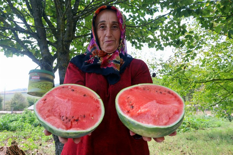 Kocaeli'nin karpuz tohumu üreticilere teslim ediliyor -