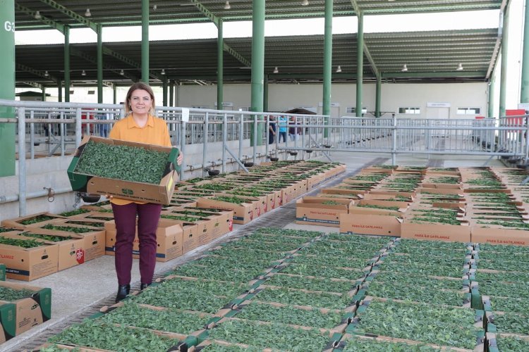 Kocaeli İzmit'te binlerce sebze fidesi dağıtıldı -