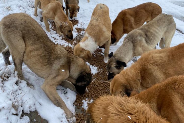 Kütahya'da sokak hayvanları unutulmadı -