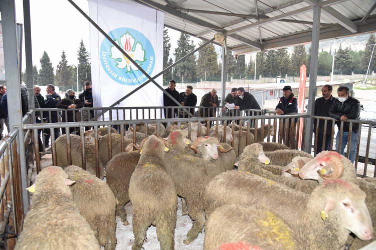 Manisa Büyükşehir’den hayvan üreticisine büyük destek -