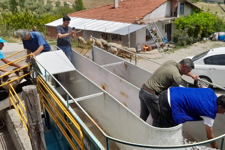 Manisa'da küçükbaş hayvan sağlığına mobil çözüm -