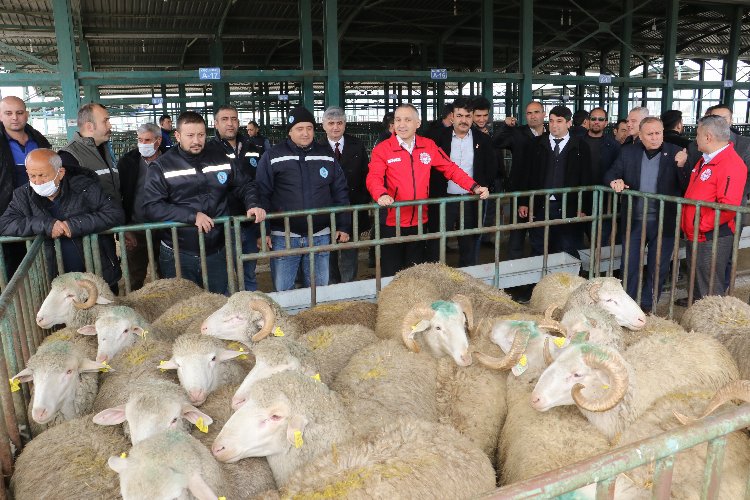 Manisa'da üreticilere damızlık koç desteği sürüyor -