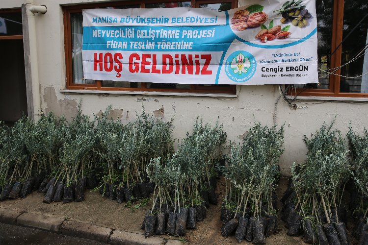 Manisa Salihli'de zeytin fidanları üreticilere teslim edildi -