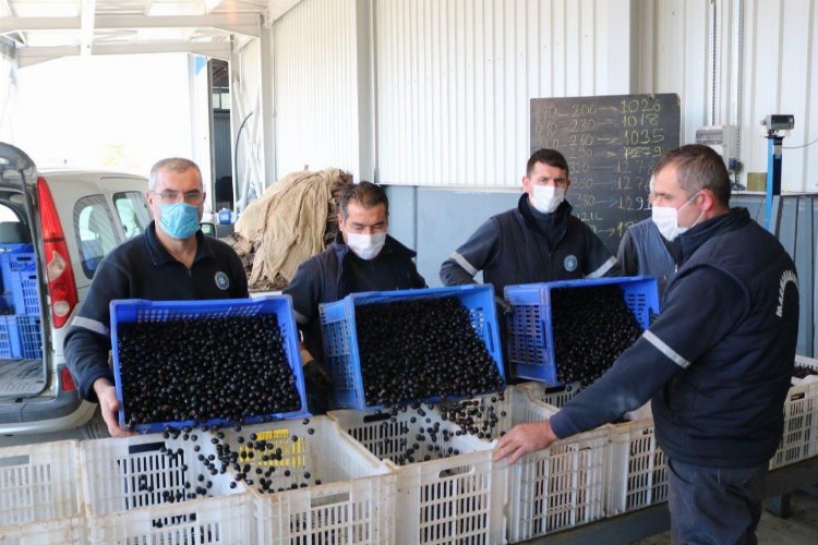 Marmarabirlik zeytin alım fiyatlarını güncelledi -