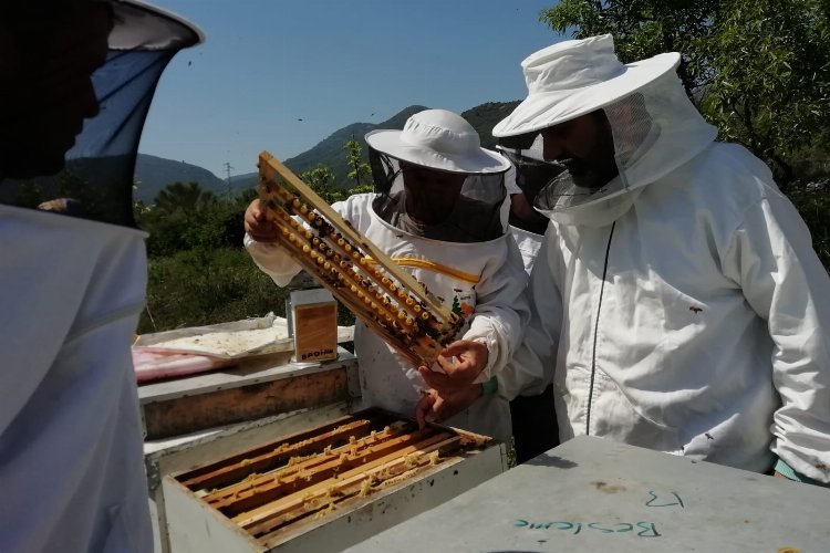 Muğla'da GEKA arıcılık sektörüne yön veriyor -