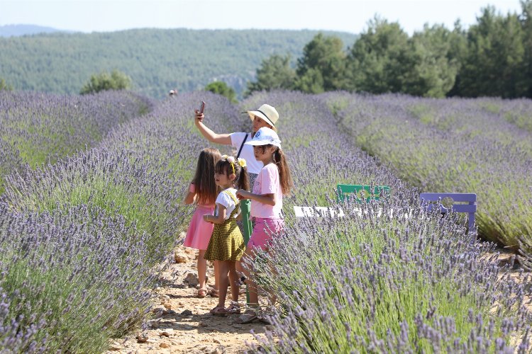 Muğla'da Lavanta Bahçesi'ne ziyaretçi akını -