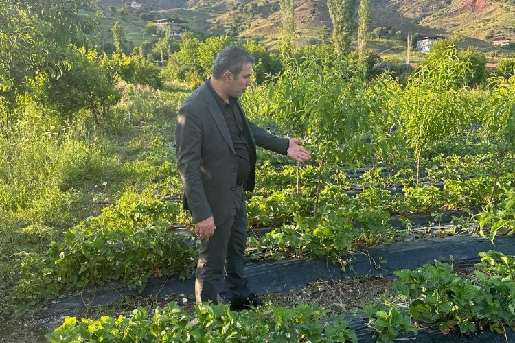 Sason Belediye Başkanı Demir, dolu yağışının vurduğu Çilek tarlalarını gezdi -