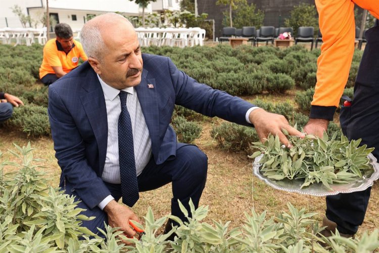 “Şifa Kapısında” bitki hasadı -