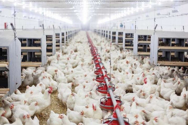 Tavuk yumurtası üretimi yüzde 3,6 arttı -