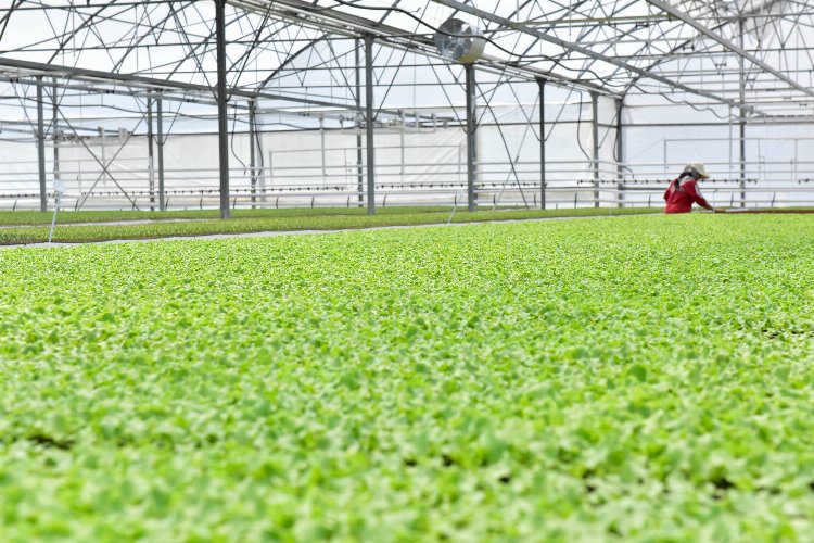 100 milyon bitki bu serada yetişiyor -