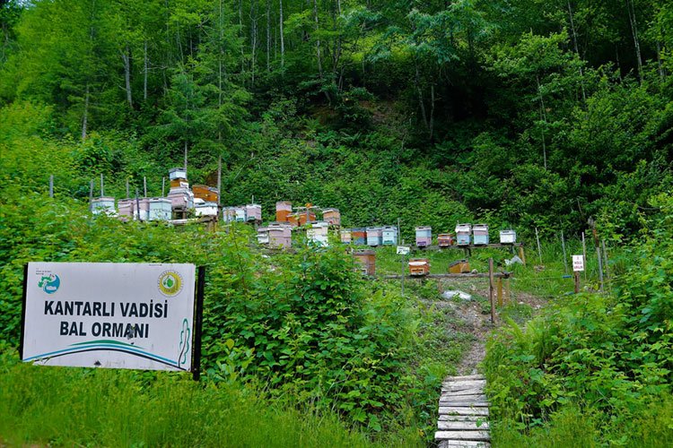 12 yılda 673 adet 'Bal Ormanı' kuruldu -