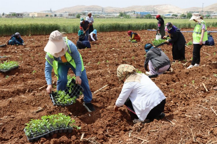 200 bin isot fidesi toprakla buluştu -
