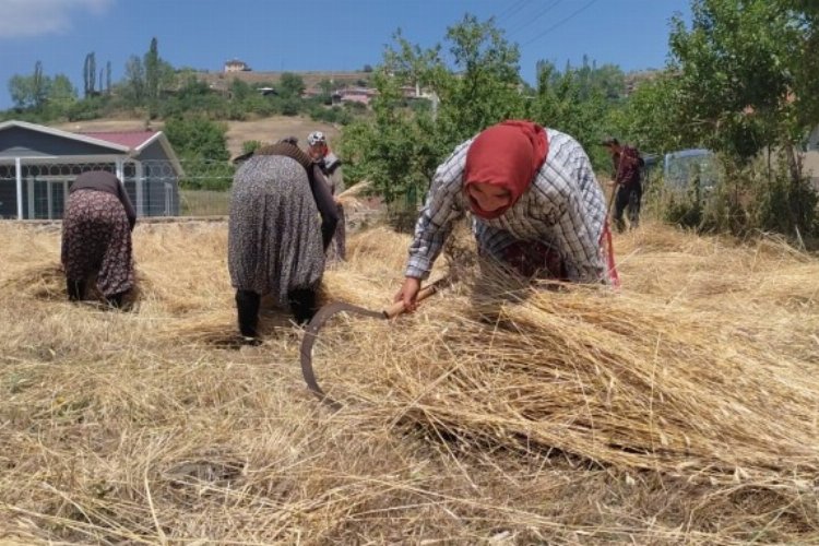 40 derecelik sıcaklıkta vatan için buğday dikiyor -