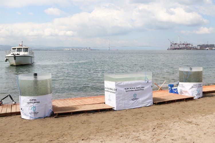6 bin yavru balık Körfez'e salındı -