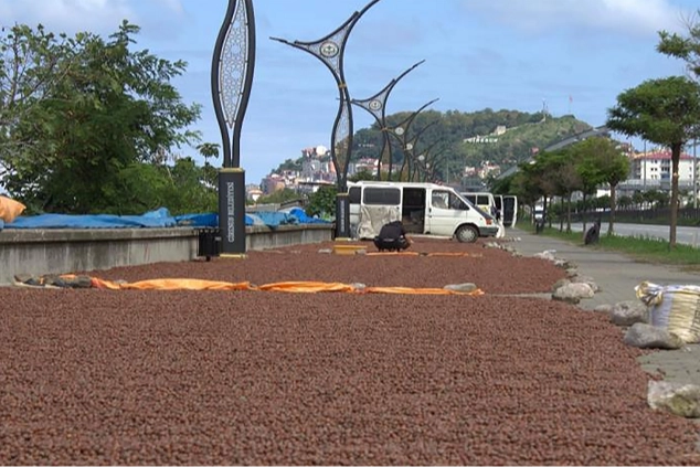 Fındık Giresun'da mekanları değiştirip dönüştürüyor 