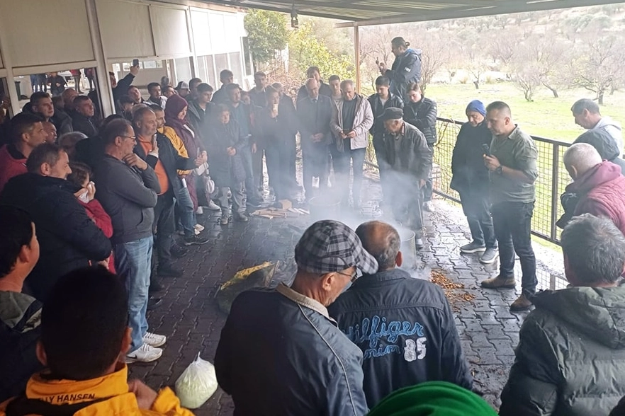 Muğla'da badem biti ve zeytin zararlılarıyla mücadele 