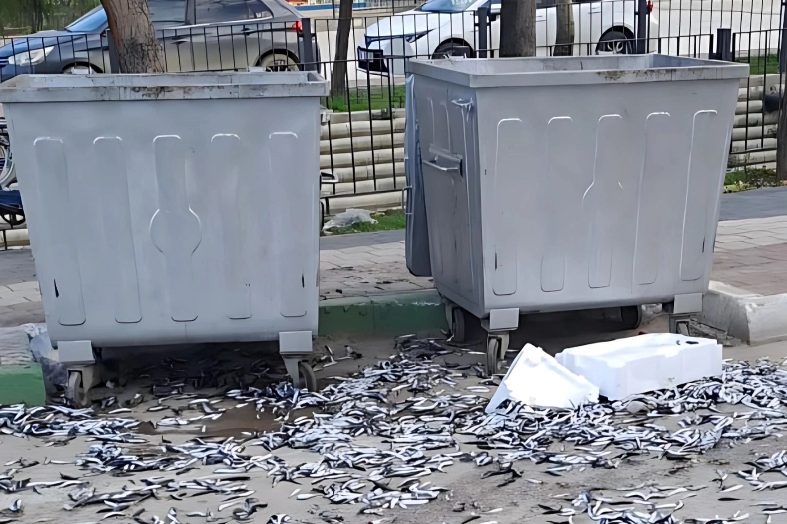 Bursa Gemlik'te şehir barbarı bozuk balıkları yola döktü 