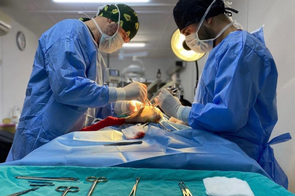 Bursa Osmangazi’de ayda ortalama 200 kedi kısırlaştırılıyor 