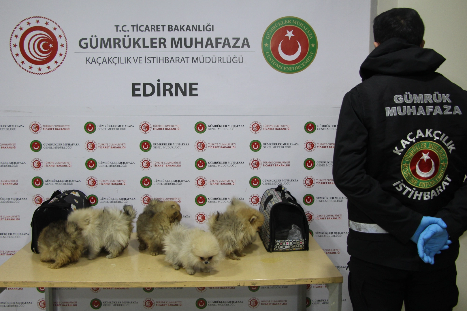 Kapıkule’de bagajdan kaçak köpekler çıktı! 