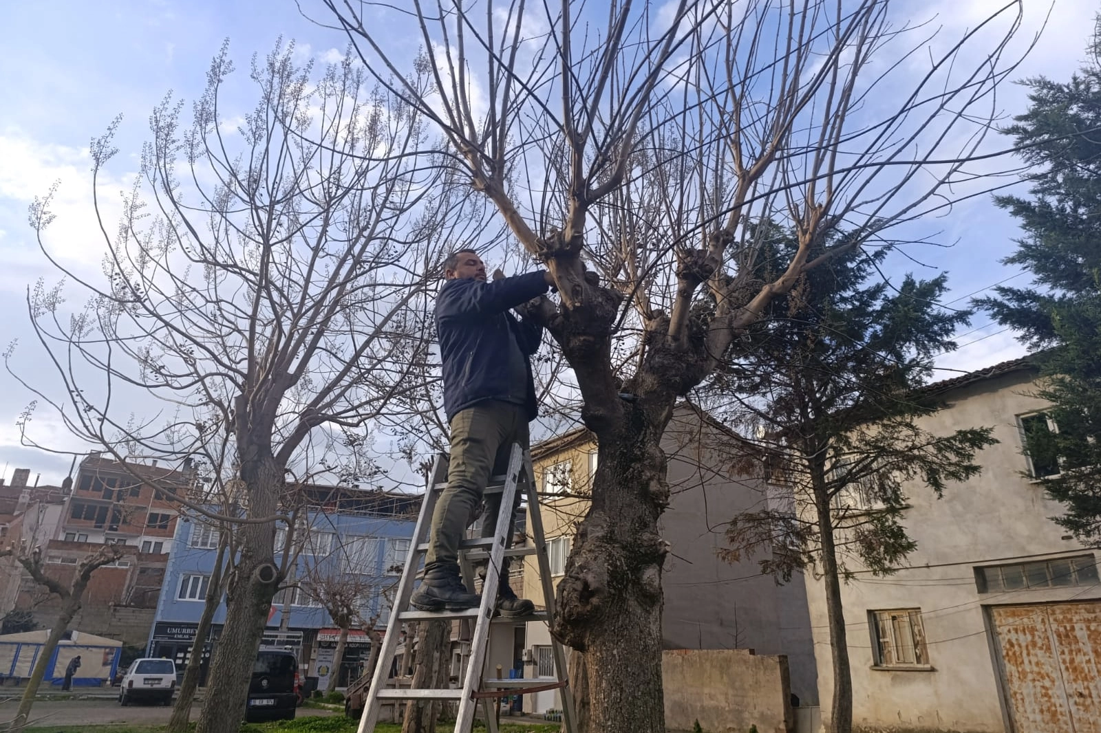 Bursa Gemlik'te yeşil alanlarda budama çalışmaları sürüyor 