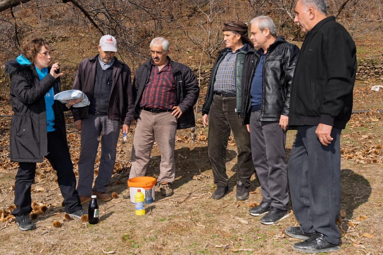 İzmir’de kestane kanseri ile mücadele sürüyor 