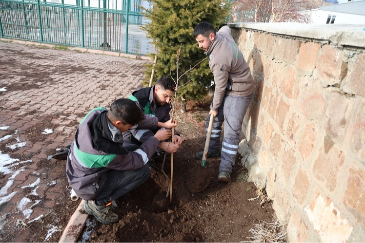Kayseri Talas'ın kamu alanlarına kestane fidanı 