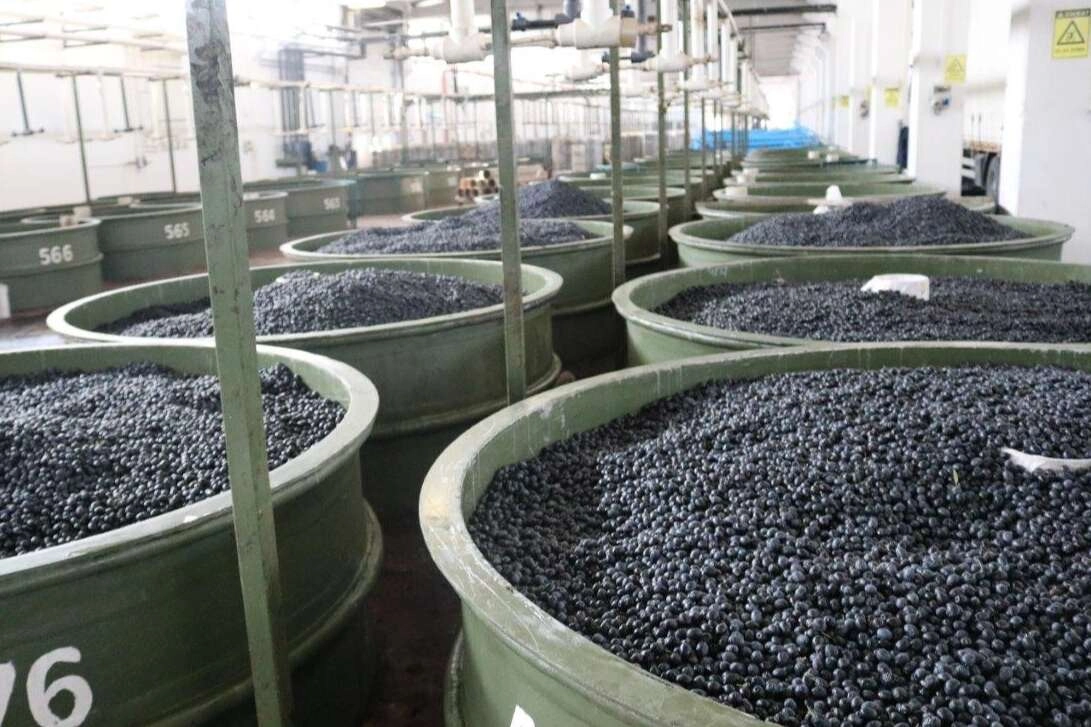 Marmarabirlik ortaklarına 22 milyon TL daha ödeyecek 