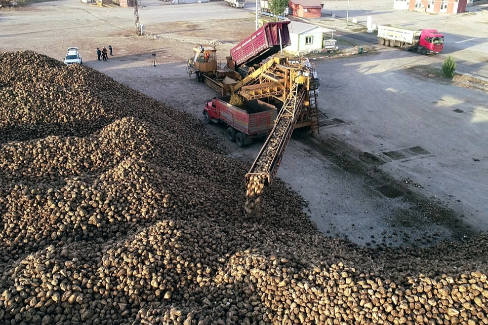 Erzurum ve Erzincan'da pancar hasadı tamamlandı 