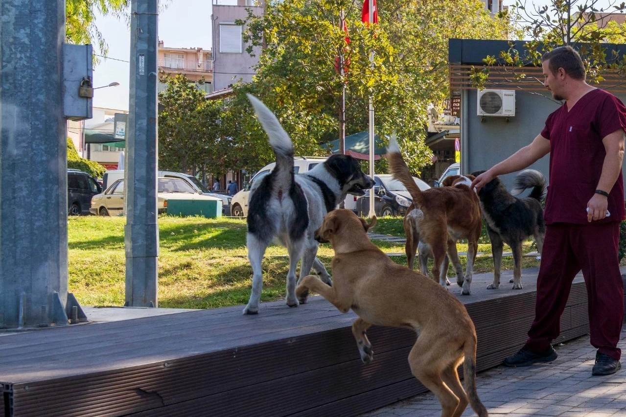 İzmir'in 11 ilçesinde sahipsiz hayvan sayımı tamamlandı 