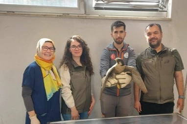 Denizli Büyükşehir Belediyesi yaralı akdoğanı hayata döndürdü 