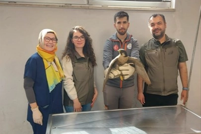 Denizli Büyükşehir yaralı akdoğanı hayata döndürdü 