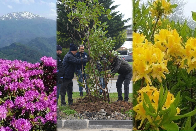 Giresun mor ve sarı güllerle donatılıyor 
