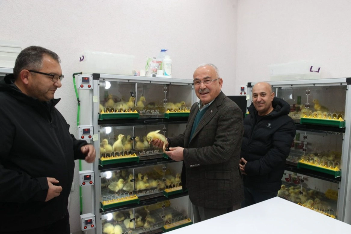 Ordu'da kaz yetiştiriciliği artıyor 