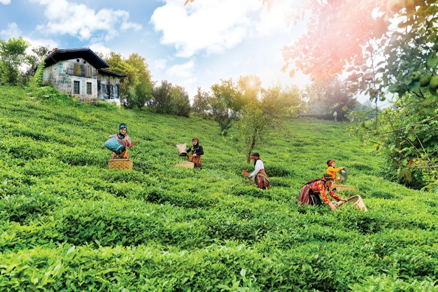 Çay topraklarına can suyu... Rize, Trabzon ve Artvin'de çay bahçelerinde verim arttı 