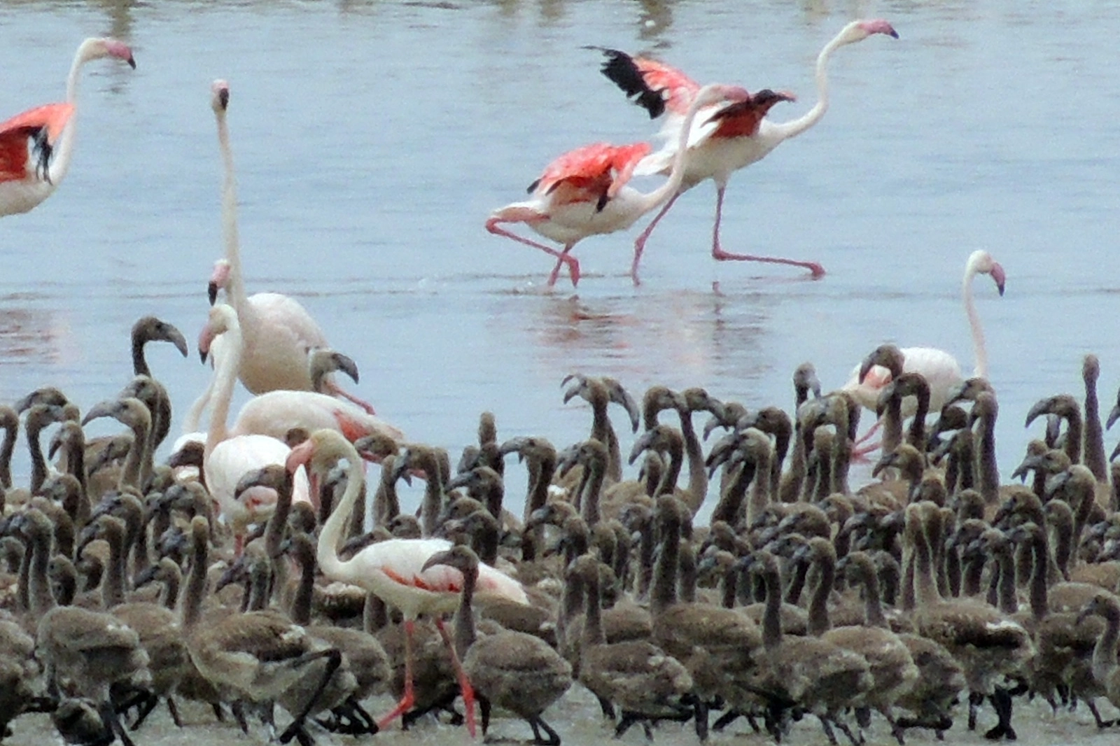 Flamingoların büyüleyici dünyası Bornova’da 