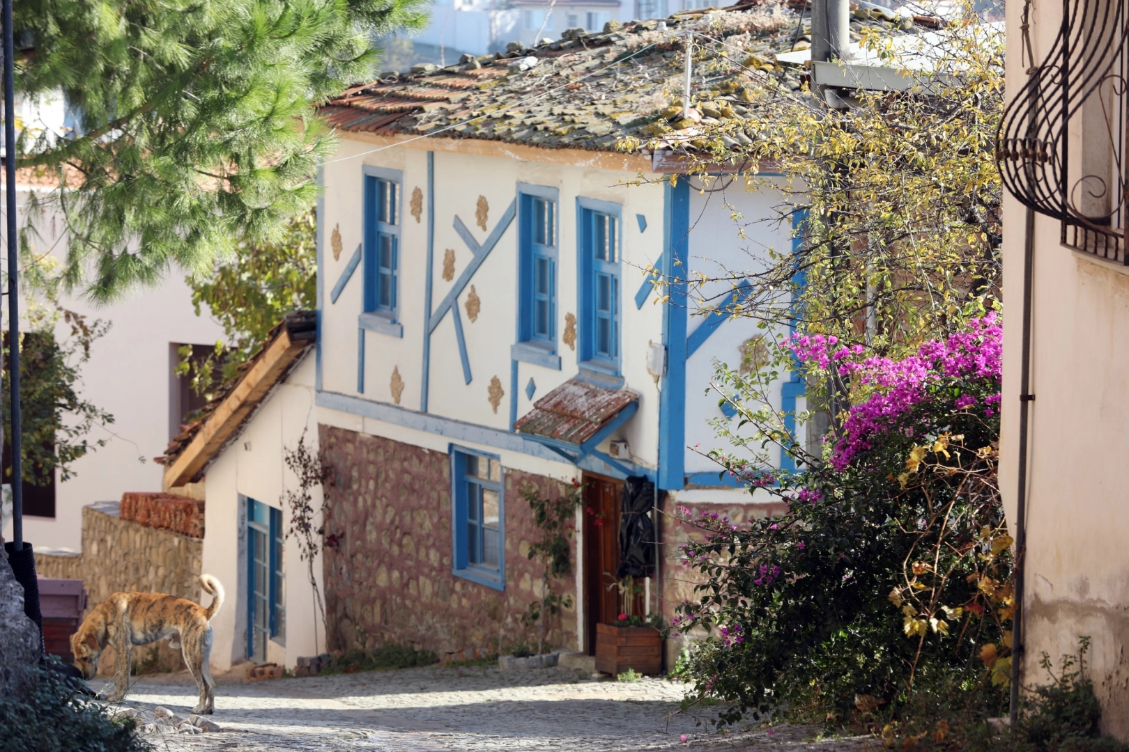 Bursa Mudanya'da 'Tirilye Zeytin Çiçeği Festivali'ne hazırlığı 