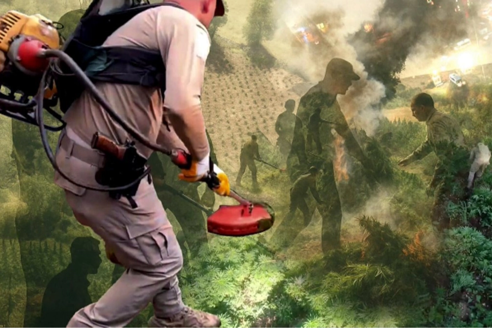 Diyarbakır'da uzaktan algılama ile zehir tacirlerine geçit verilmedi! Milyonlarca kök kenevir ele geçirildi 