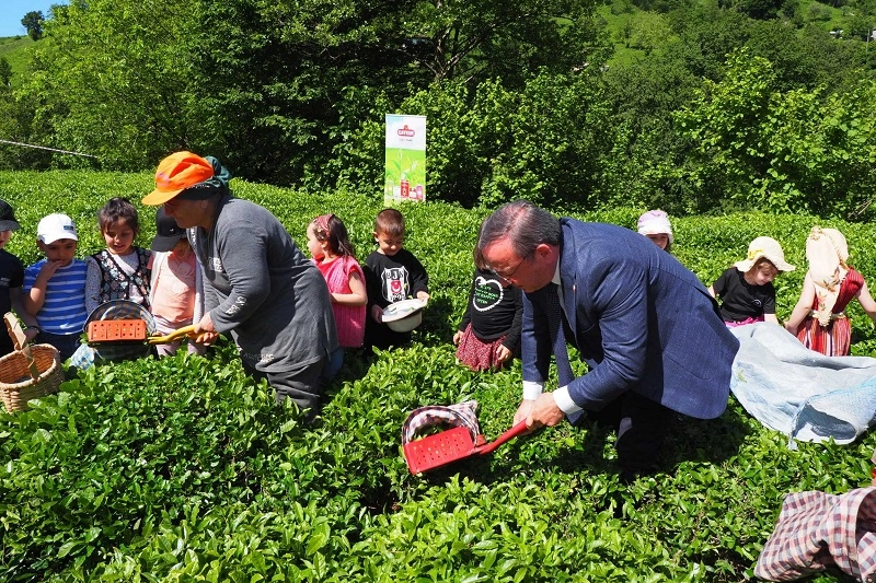 Çay hasadında çocuklarla gelenek bozulmadı 