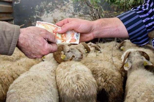 Kurbanlıklar yüzde 25 arttı... TZOB'a göre 147 milyar TL'lik ekonomik hareket bekleniyor 
