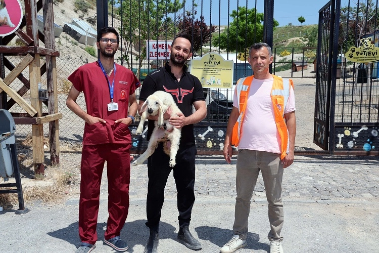 Kayseri Talas'ta kaçak kuzular sahibine döndü 