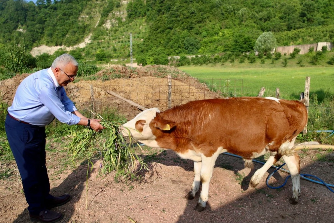 Ordu Büyükşehir besicilerin yüzünü güldürdü 