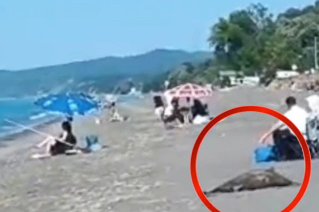 Akçakoca sahilinde ölü yunus skandalı! Günlerdir kaldırılmadı... 
