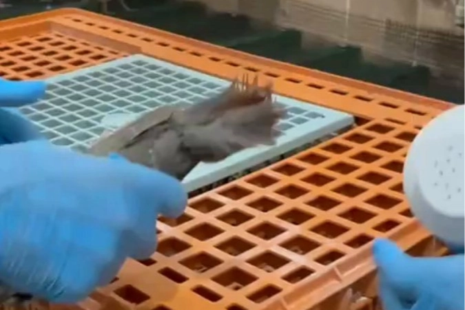 Keklikler doğaya kavuşuyor 