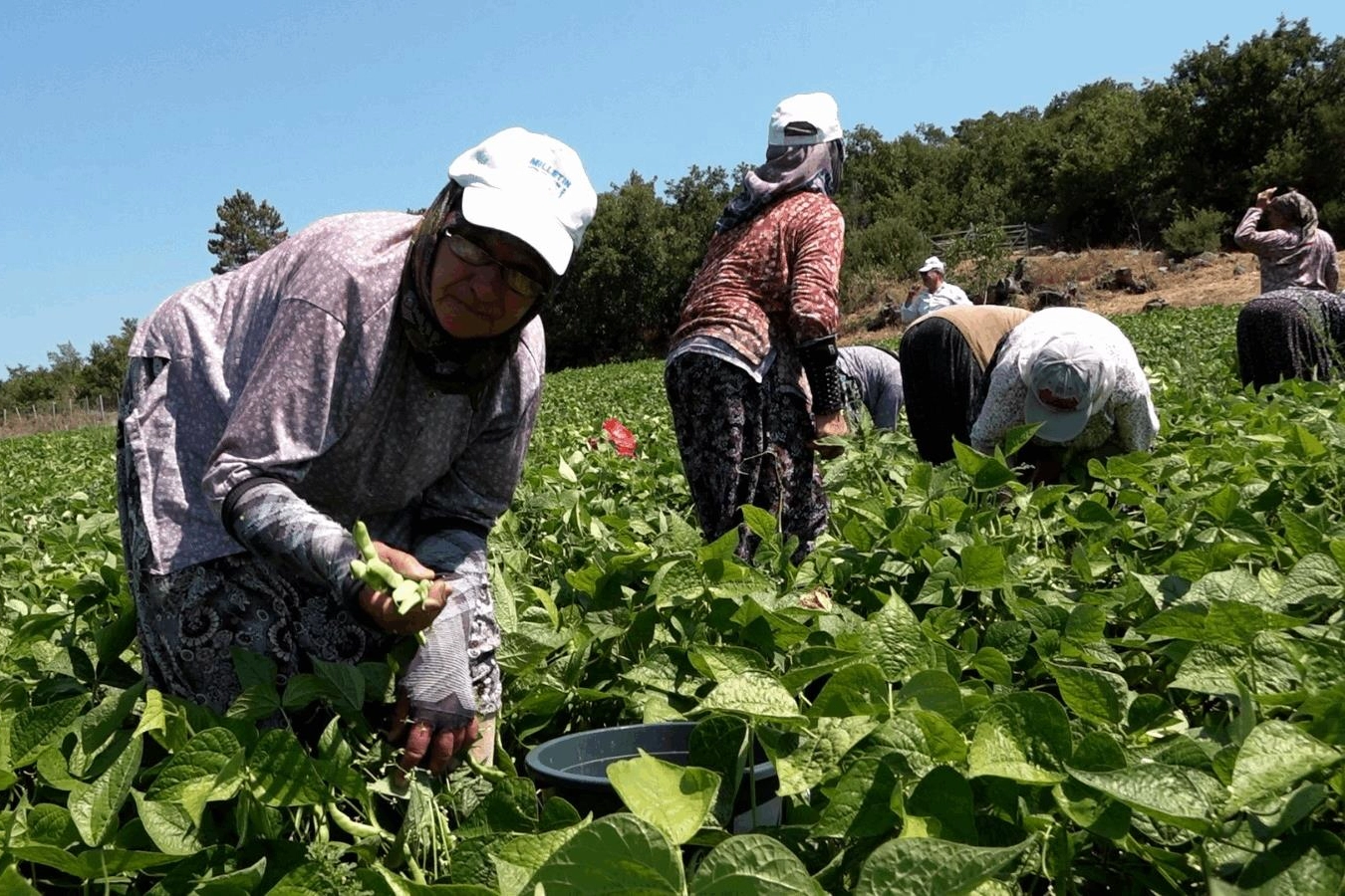 Badalan fasulyesi toprakla buluştu, çiftçilerin yüzü güldü 