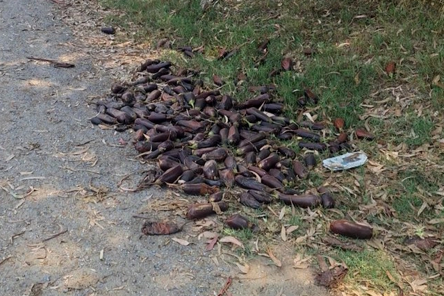 Mersin'de yere döktüğü 3. kalite patlıcanlar 17,2 milyon TL’ye patladı! 